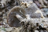 Helvella macropus image