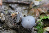 Helvella macropus image