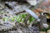 Helvella macropus image
