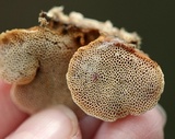 Hapalopilus rutilans image