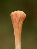 Clavariadelphus americanus image