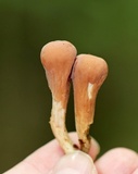 Clavariadelphus americanus image