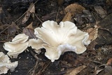 Pleurotus pulmonarius image