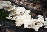 Pleurotus pulmonarius image