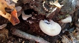 Hohenbuehelia angustata image
