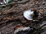 Hohenbuehelia angustata image