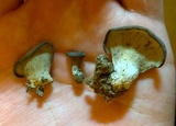 Hohenbuehelia angustata image
