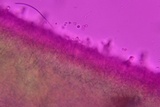 Hohenbuehelia angustata image