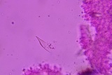 Hohenbuehelia angustata image