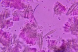 Hohenbuehelia angustata image