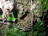 Ciborinia camelliae image