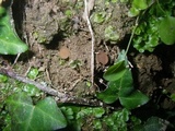 Ciborinia camelliae image