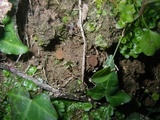 Ciborinia camelliae image