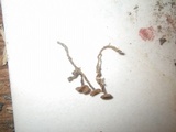 Ciborinia camelliae image