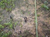 Geoglossum fallax image