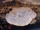 Postia fragilis image