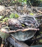 Ganoderma weberianum image