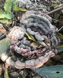 Ganoderma weberianum image