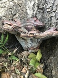 Ganoderma weberianum image