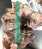 Ganoderma weberianum image