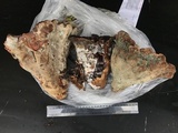 Ganoderma weberianum image