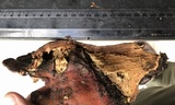 Ganoderma weberianum image