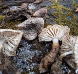Leucopholiota decorosa image
