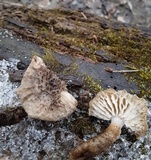 Leucopholiota decorosa image