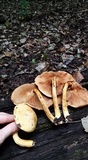 Gymnopilus luteus image