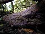 Chondrostereum purpureum image