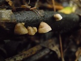 Schizophyllum amplum image