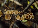 Schizophyllum amplum image