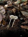 Mycena rhenana image