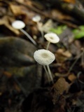 Mycena rhenana image