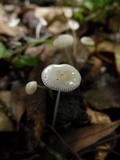 Mycena rhenana image