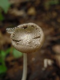 Coprinopsis nivea image