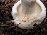 Lactarius deceptivus image