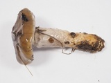 Cortinarius glutinosoarmillatus image