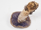 Cortinarius glutinosoarmillatus image