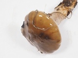 Cortinarius glutinosoarmillatus image