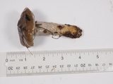Cortinarius glutinosoarmillatus image