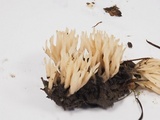 Aphelaria tuberosa image
