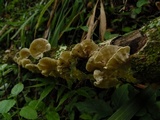 Trametes hirsuta image