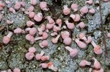 Dibaeis baeomyces image