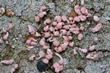 Dibaeis baeomyces image