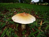 Termitomyces umkowaan image