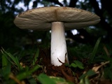 Termitomyces umkowaan image
