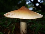Termitomyces umkowaan image