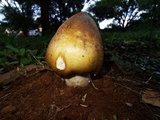 Termitomyces umkowaan image