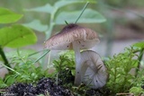 Pluteus diettrichii image